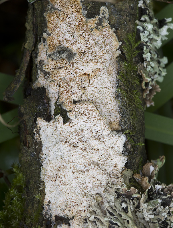 Ceriporiopsis resinascens